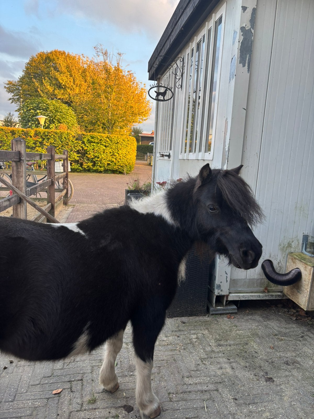 Verzorger gezocht voor shet in Nootdorp, Dieren en Toebehoren, Ophalen of Verzenden