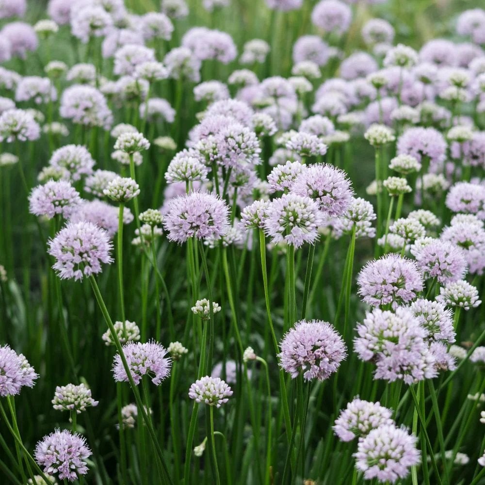 Allium Summer Beauty P9 - Sierui voor Zomerse Pracht, Volle zon, Vaste plant, Zomer, Ophalen