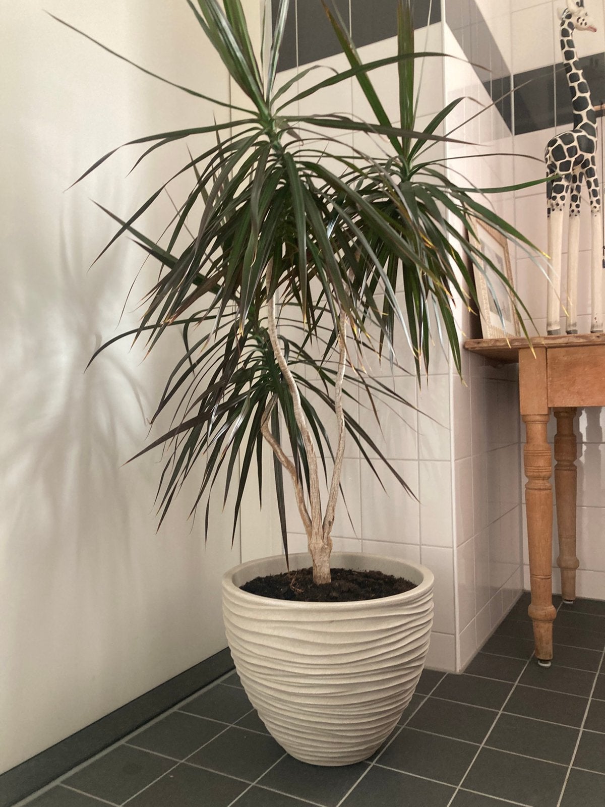 Drakenbloedboom huiskamer palm, Vaste plant, Bloeit niet, Halfschaduw, Ophalen