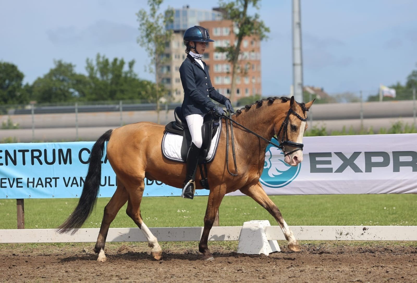 Pony D (dressuur/spring)  valk valkkleurig 5 jaar, Minder dan 160 cm, Met stamboom, Ruin, Dressuurpaard
