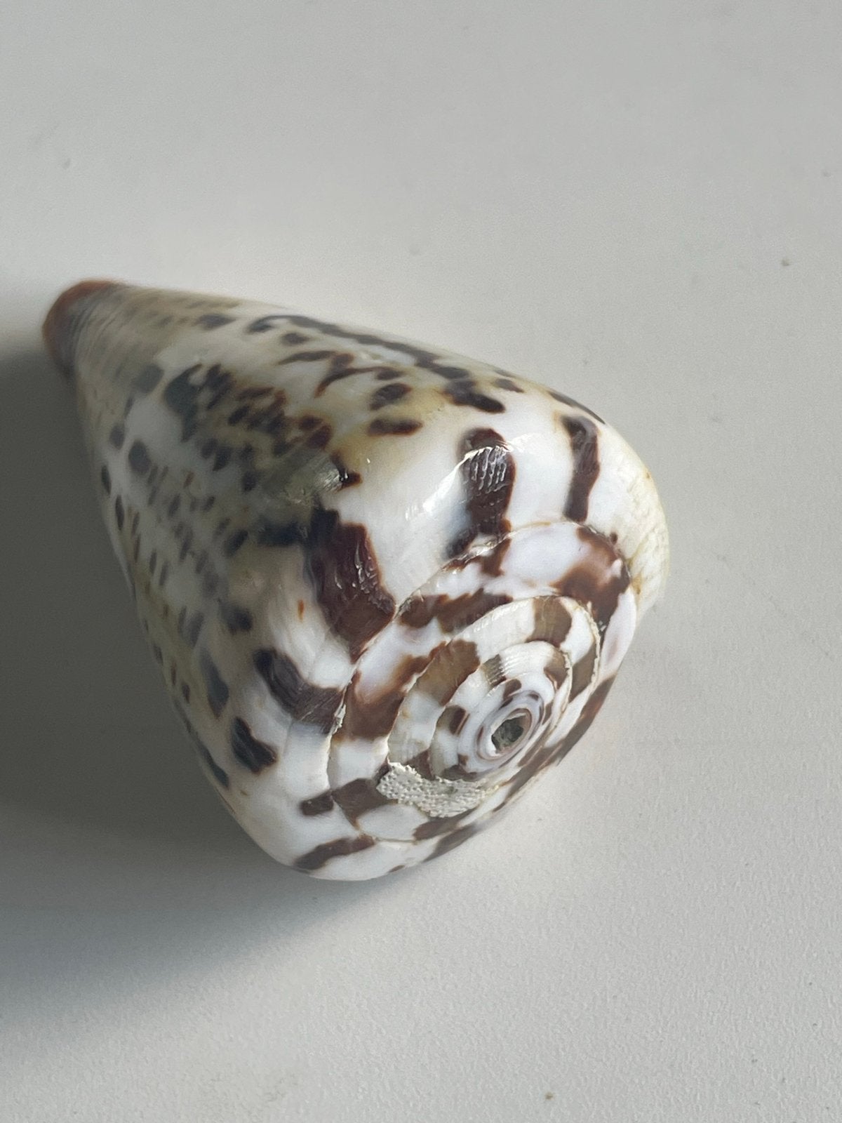Prachtige kegelschelp - Conus schelp, Verzamelen, Ophalen of Verzenden, Schelp(en)