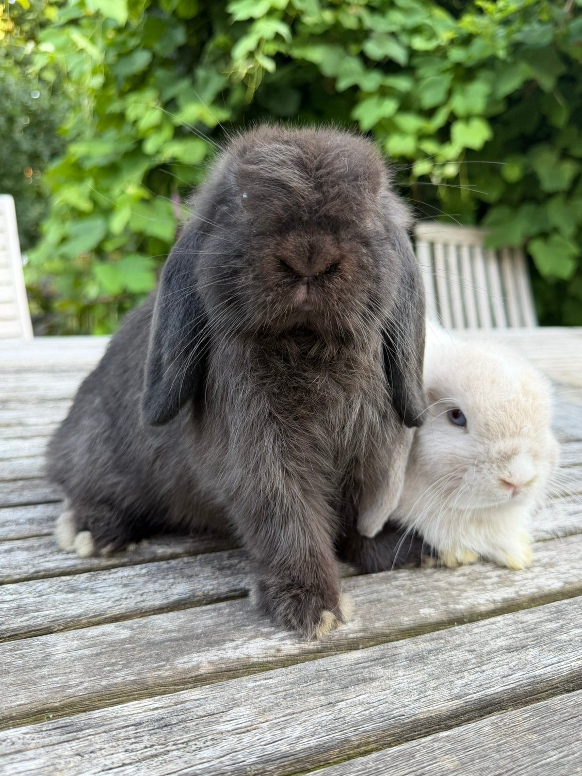 Super leuk Minilop koppeltje -> klaar om te verhuizen, Dieren en Toebehoren, Konijnen, Meerdere dieren, Dwerg, Hangoor, 0 tot 2 jaar