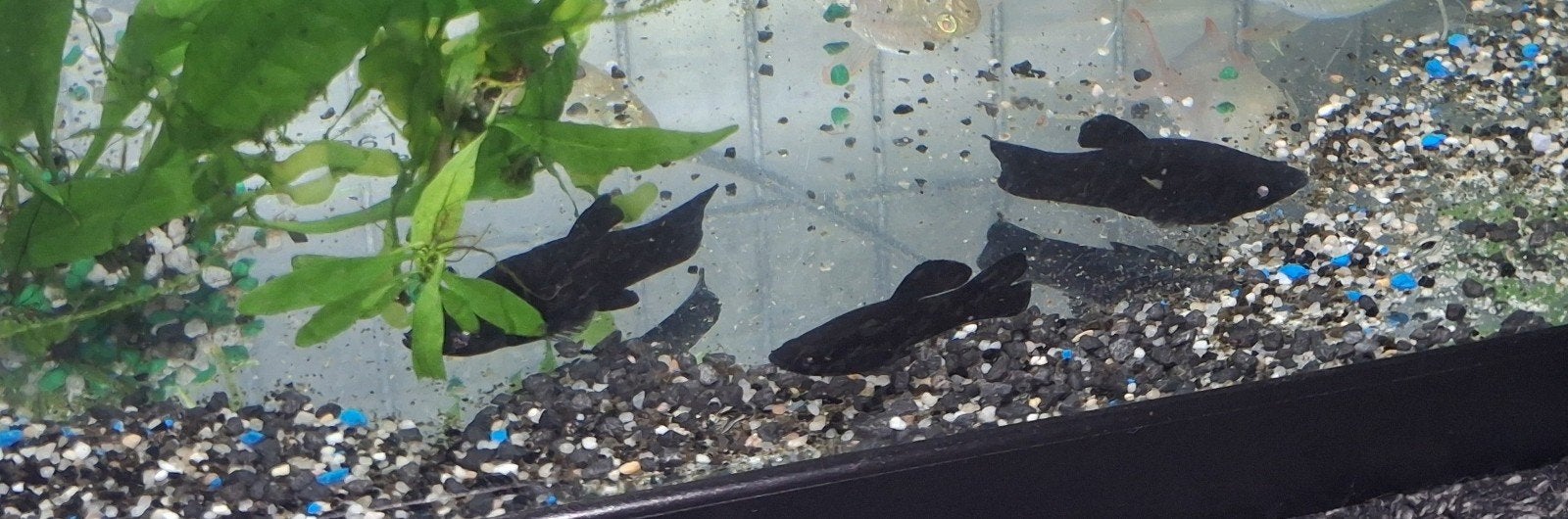 Black mollys, Dieren en Toebehoren, Vis