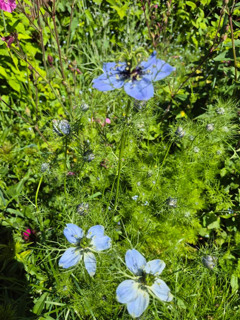 Juffertje in 't Groen Zaden - Nigella damascena, Ophalen of Verzenden