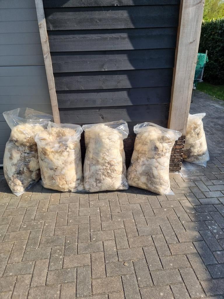 Mooie witte schapenwol - Onbewerkt en puur, Meerdere dieren, Schaap