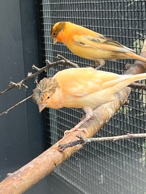 Jonge kuif kanarieman 2026, Dieren en Toebehoren, Vogels | Kanaries, Mannelijk, Kleurkanarie