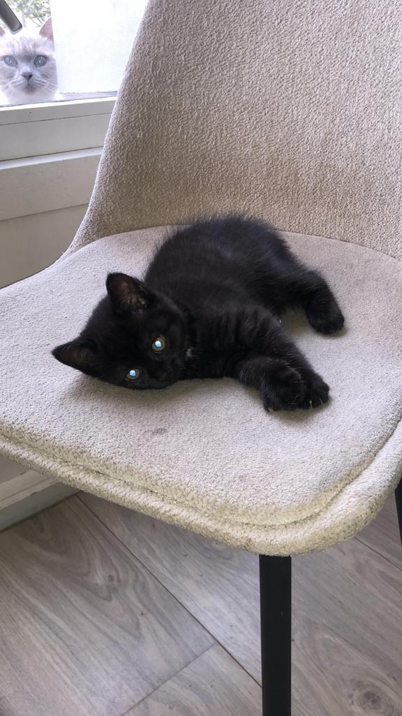 Kittens britse korhaar, Dieren en Toebehoren, Poes, Kortharig, 0 tot 2 jaar