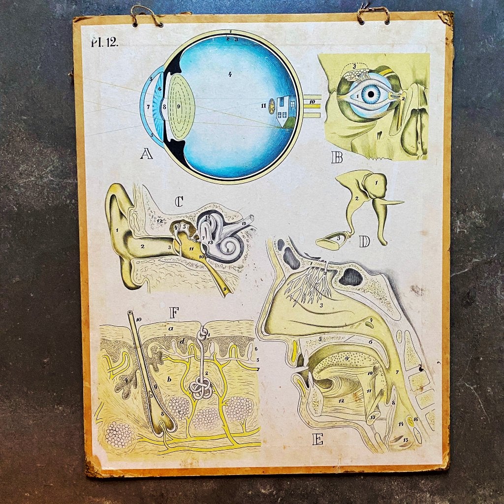 Schoolplaat Zintuigen / Duinen, Antiek en Kunst, Ophalen of Verzenden, Natuur en Biologie