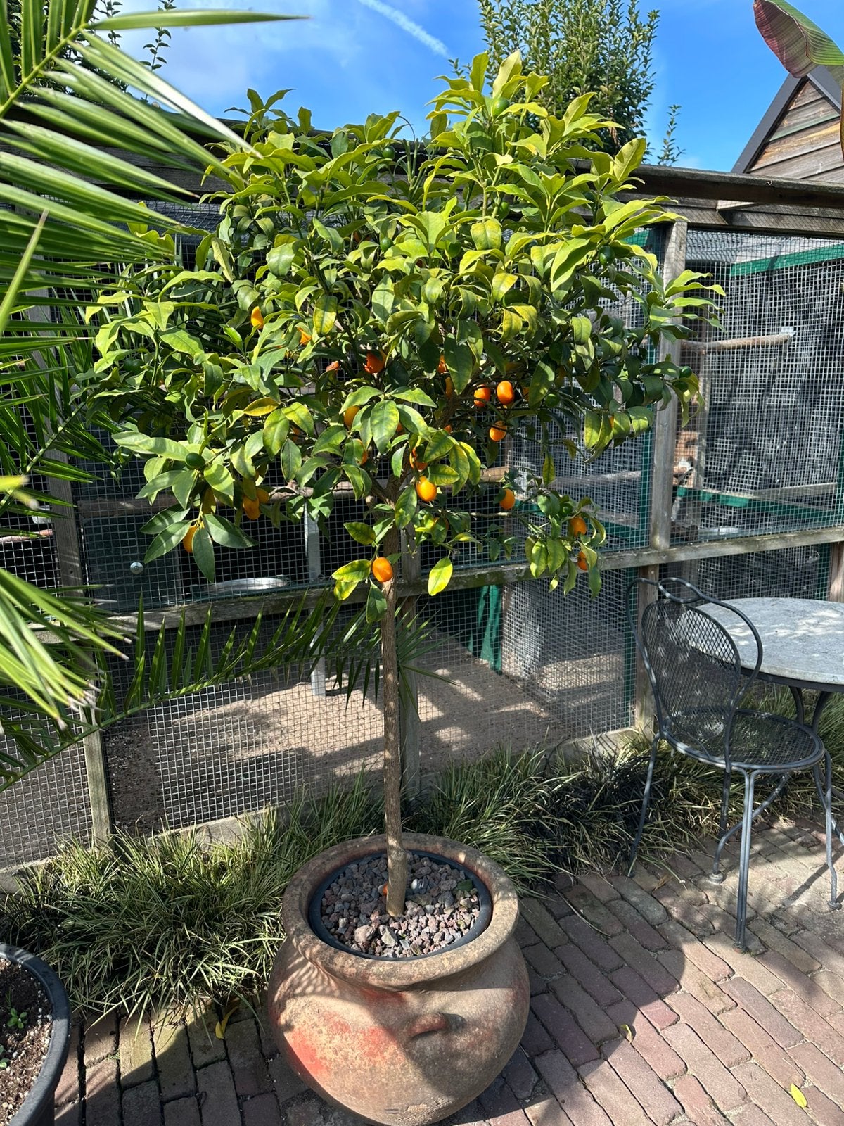 Mooie grote volle kumquat, fruitboom in bloempot, Ophalen, Overige soorten, Volle zon, In pot