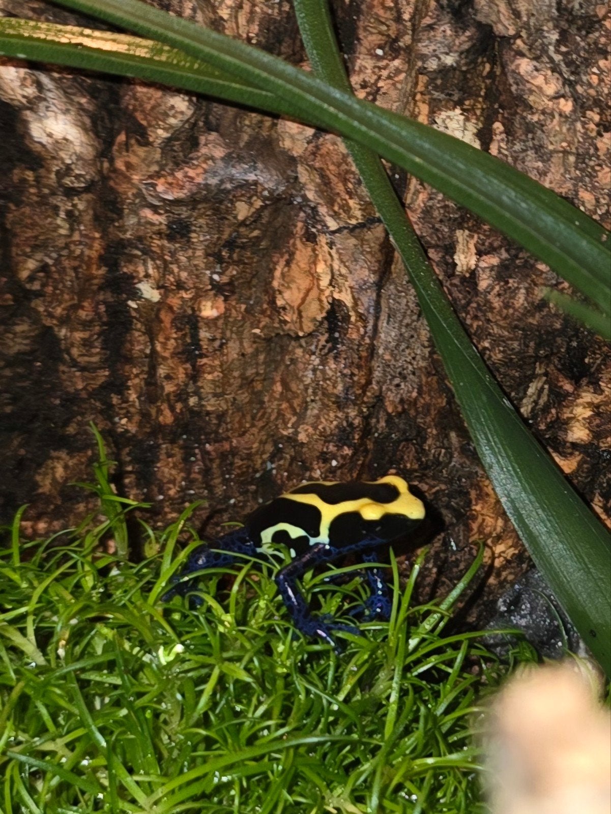 *de laatste*  Dendrobates Tinctorius Nominaat Frog - unknown for sale from Van alles wat