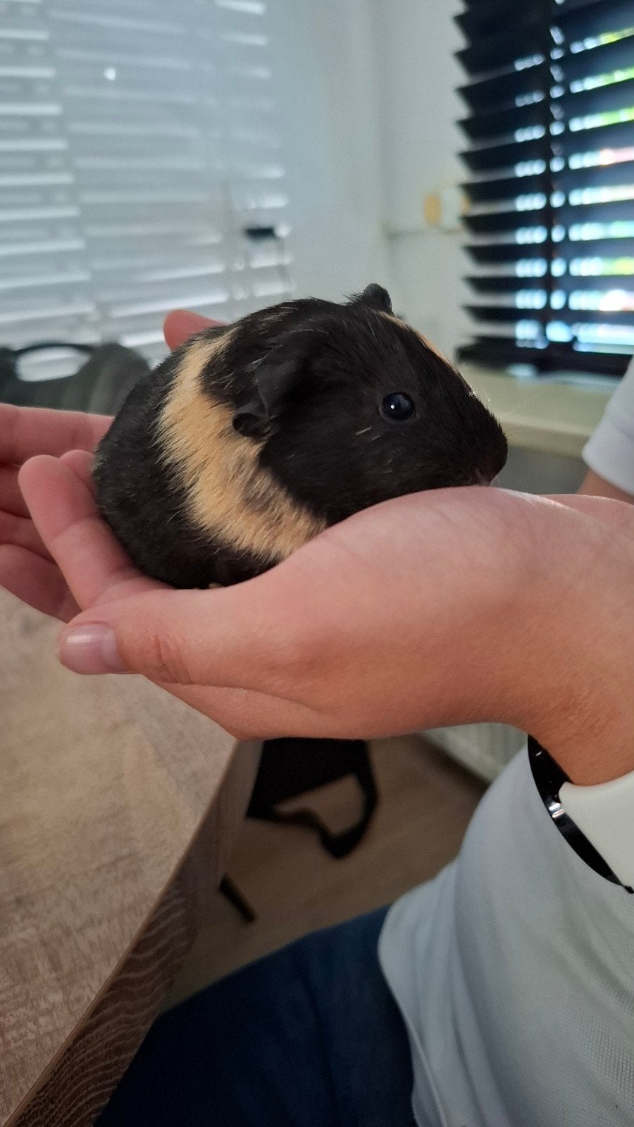 Superlief, mooi en gezond baby cavia beertje., Cavia, Juni, Mannelijk, Tam
