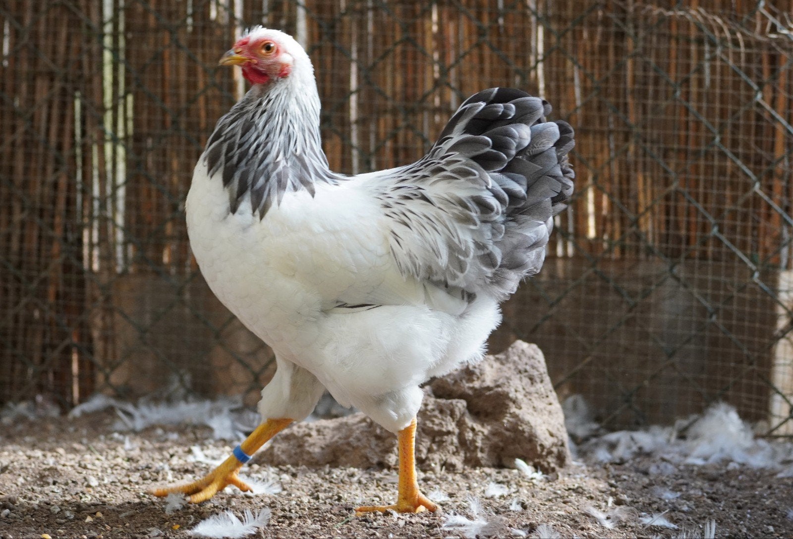 koppel wyandotte kriel, Dieren en Toebehoren, Meerdere dieren, Kip