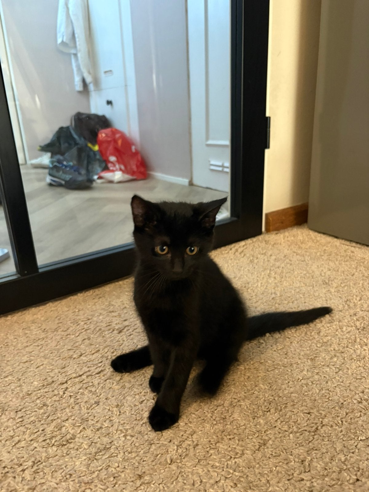 Kitten te koop zwart poesje, Poes, 0 tot 2 jaar