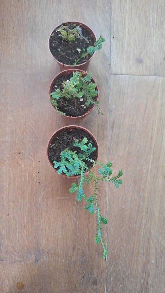 Selaginella stek blauw varen voor terrarium, Huis en Inrichting, Kamerplanten, Ophalen, Volle zon, Minder dan 100 cm