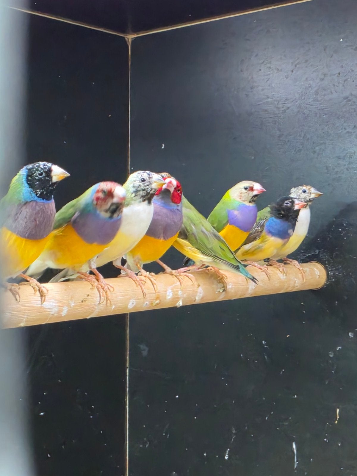 Te koop vele tropische vogels zie advertentie, Dieren en Toebehoren, Vogels | Overige Vogels, Meerdere dieren, Tropenvogel, Geringd
