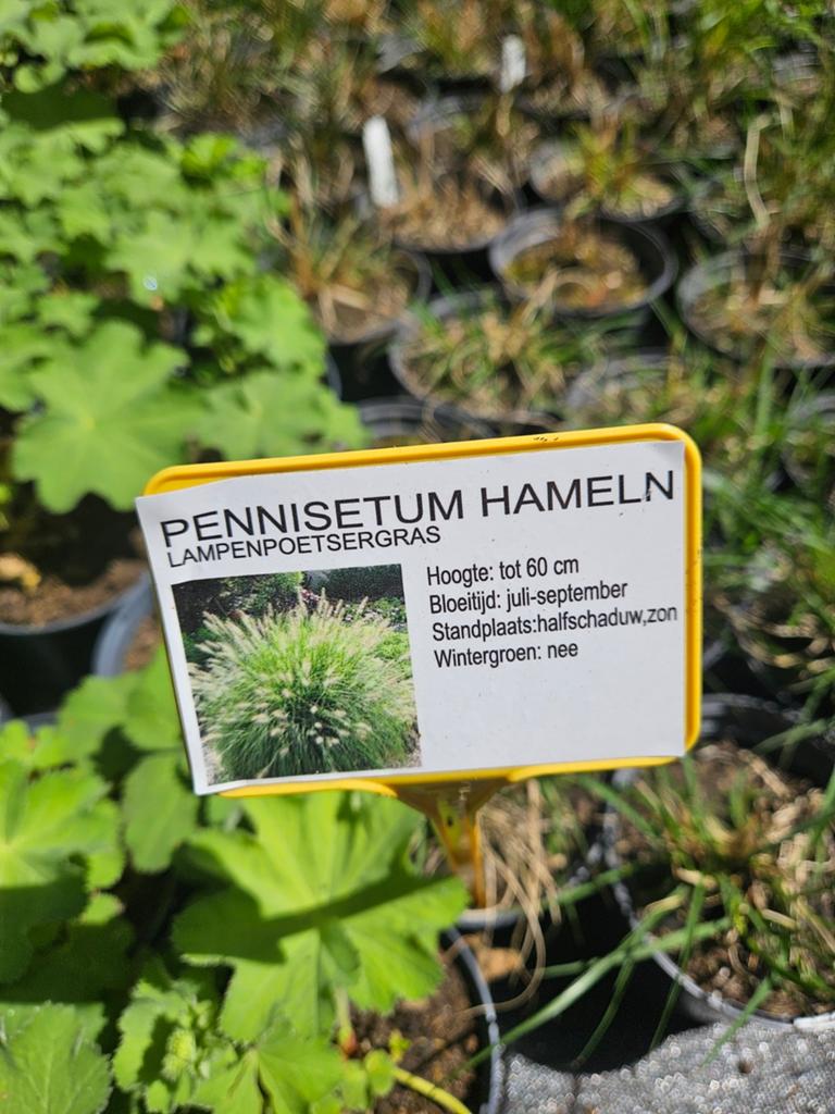 Pennisetum Hameln Lampenpoetsersgras, Tuin en Terras, Ophalen, Volle zon, Vaste plant, Siergrassen