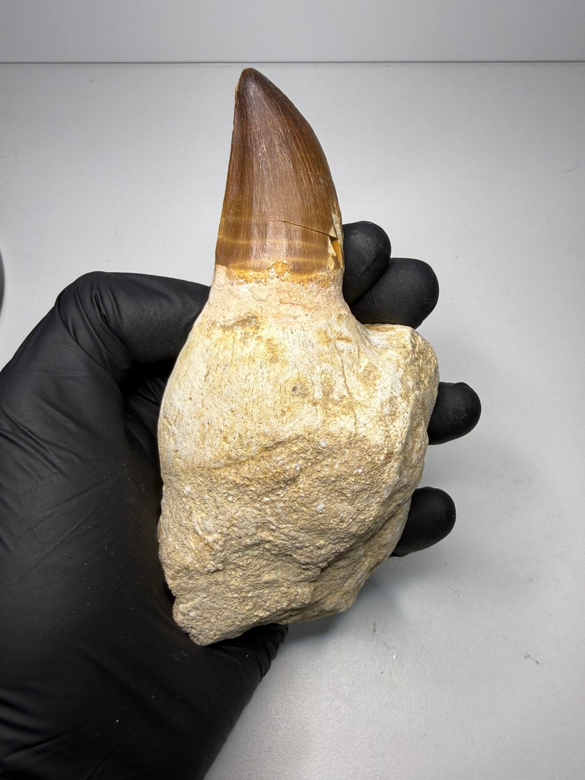 XL Mosasaurus kaak fragment met tand - dinosaurus fossiel, Ophalen of Verzenden, Fossiel