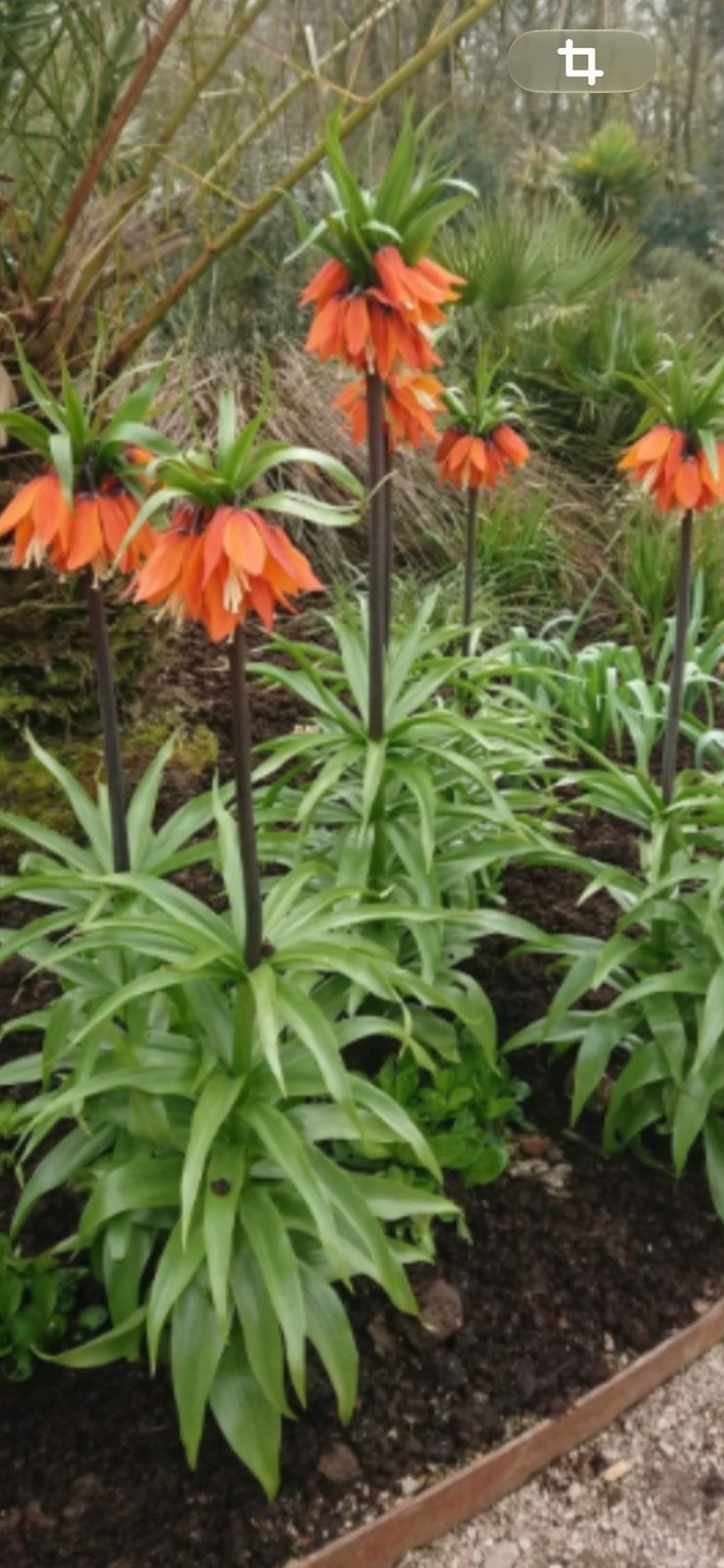 Fritalaria ruba maxima, Tuin en Terras, Ophalen of Verzenden, Volle zon