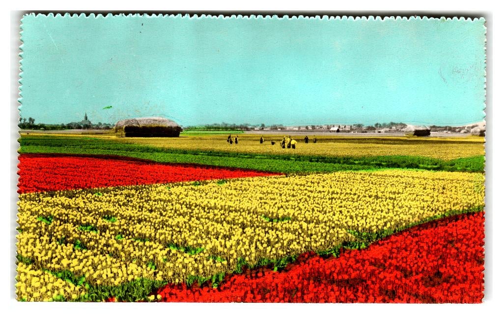Lisse, Hillegom, Bollenvelden, Verzamelen, Ansichtkaarten | Nederland, Verzenden, 1940 tot 1960, Ongelopen, Zuid-Holland