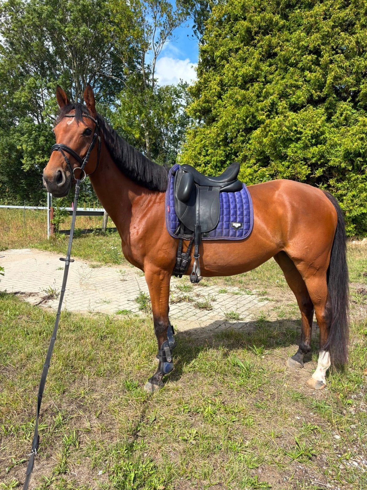 liefste e pony, Dieren en Toebehoren, Pony's, Springpony, L, 7 tot 10 jaar, Merrie
