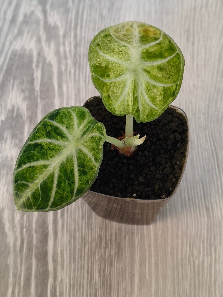 Alocasia Ninja Tricolor, Ophalen of Verzenden, Halfschaduw, Minder dan 100 cm
