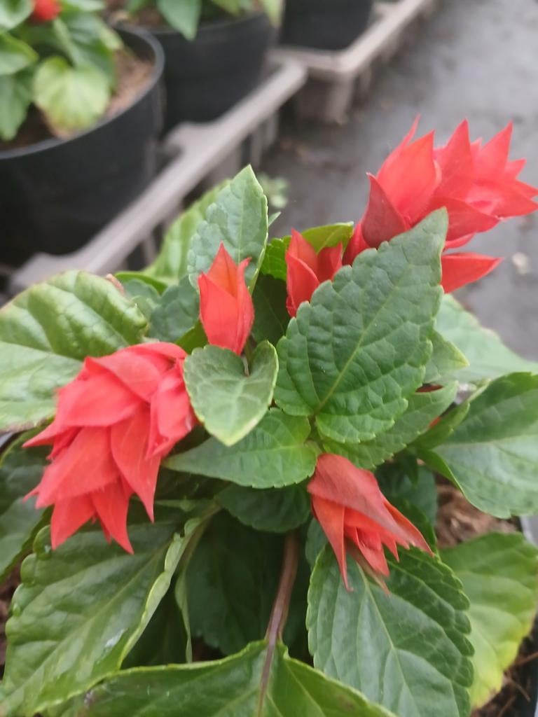 Salvia Splendens - Prachtige Rode Salieplanten, Tuin en Terras, Planten | Tuinplanten, Volle zon, Eenjarig, Zomer, Ophalen
