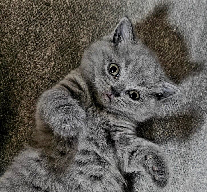 Super Mooie Brits korthaar kittens, Meerdere dieren, Met stamboom