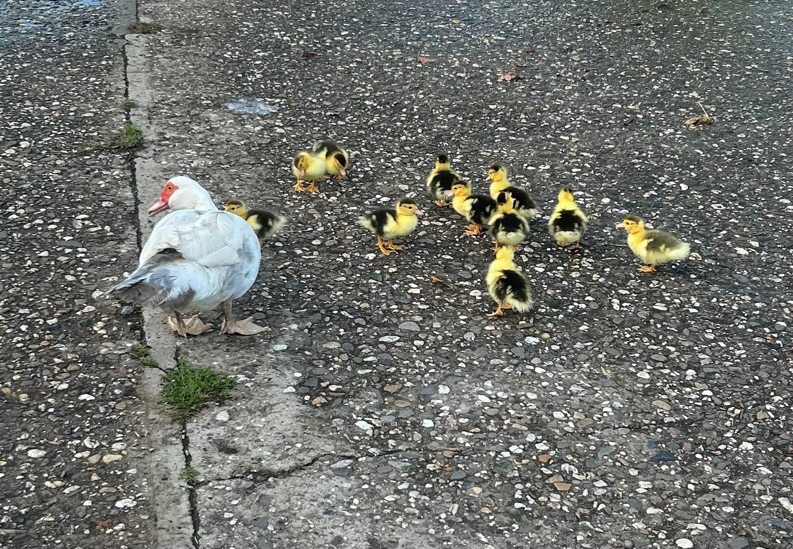 13 superleuke jonge Musket-kuikentjes te koop!, Meerdere dieren, Eend