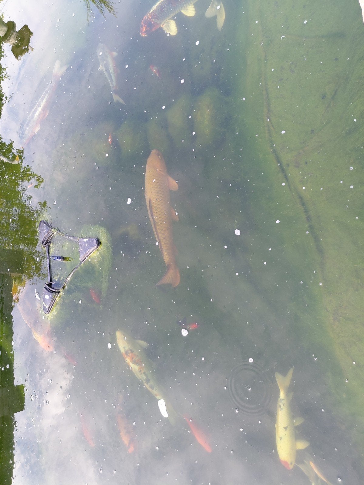 koi.s, Karper of Koi