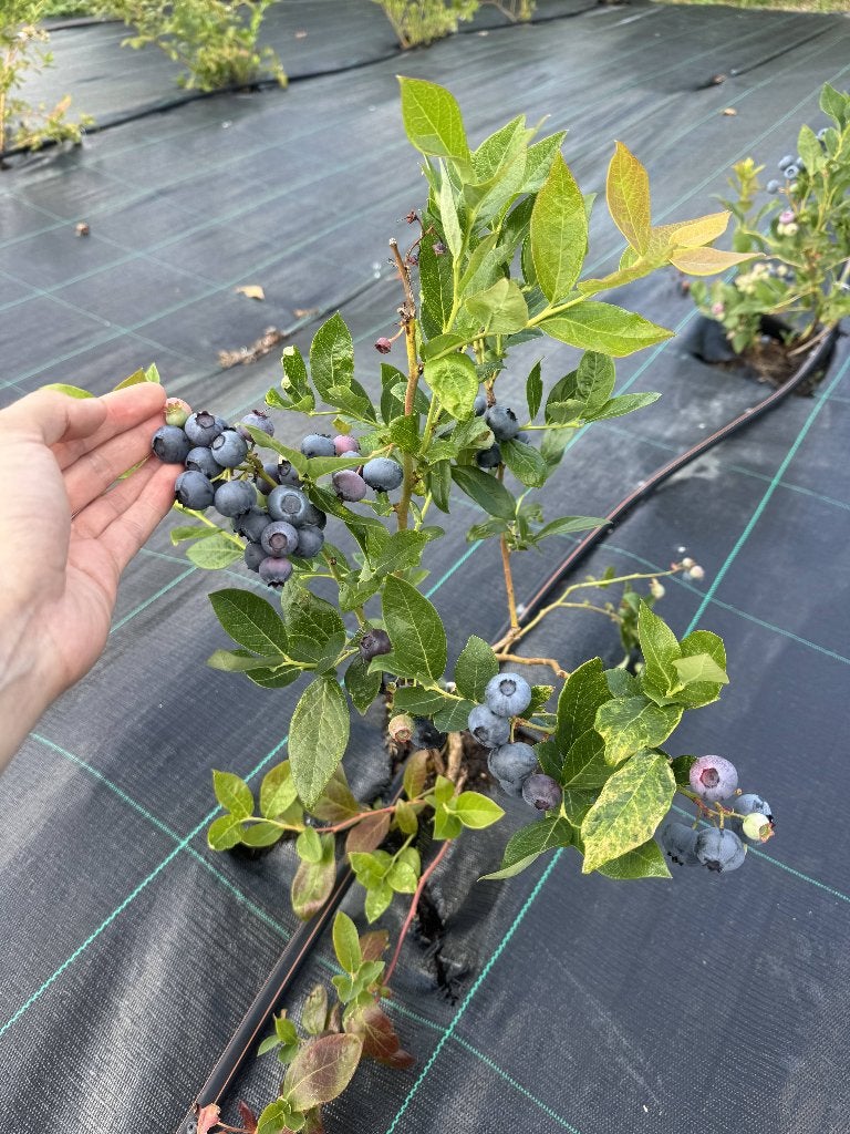 Blauwe bessen struiken | Beste rassen, Ophalen of Verzenden, Overige soorten, Struik, 100 tot 250 cm