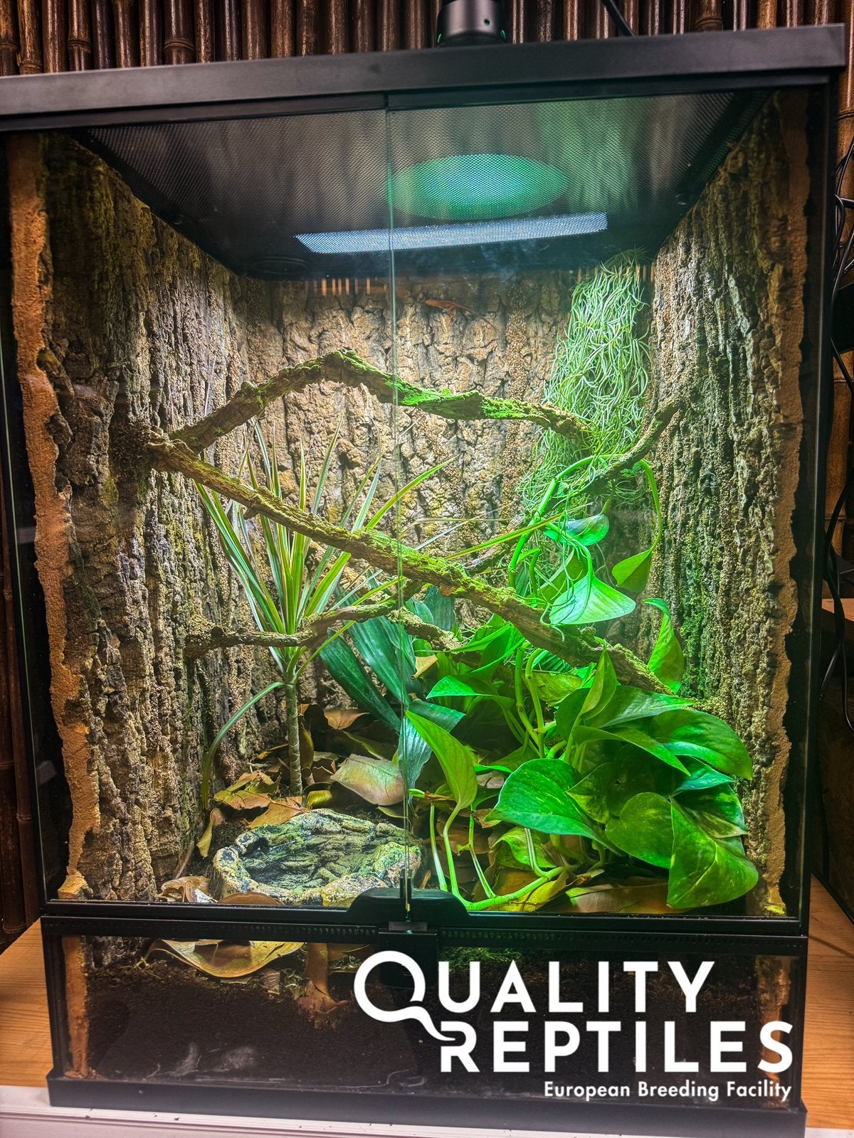 1.1 Anolis sagrei (rood) met of zonder terrarium, Hagedis, Met terrarium, 0 tot 2 jaar