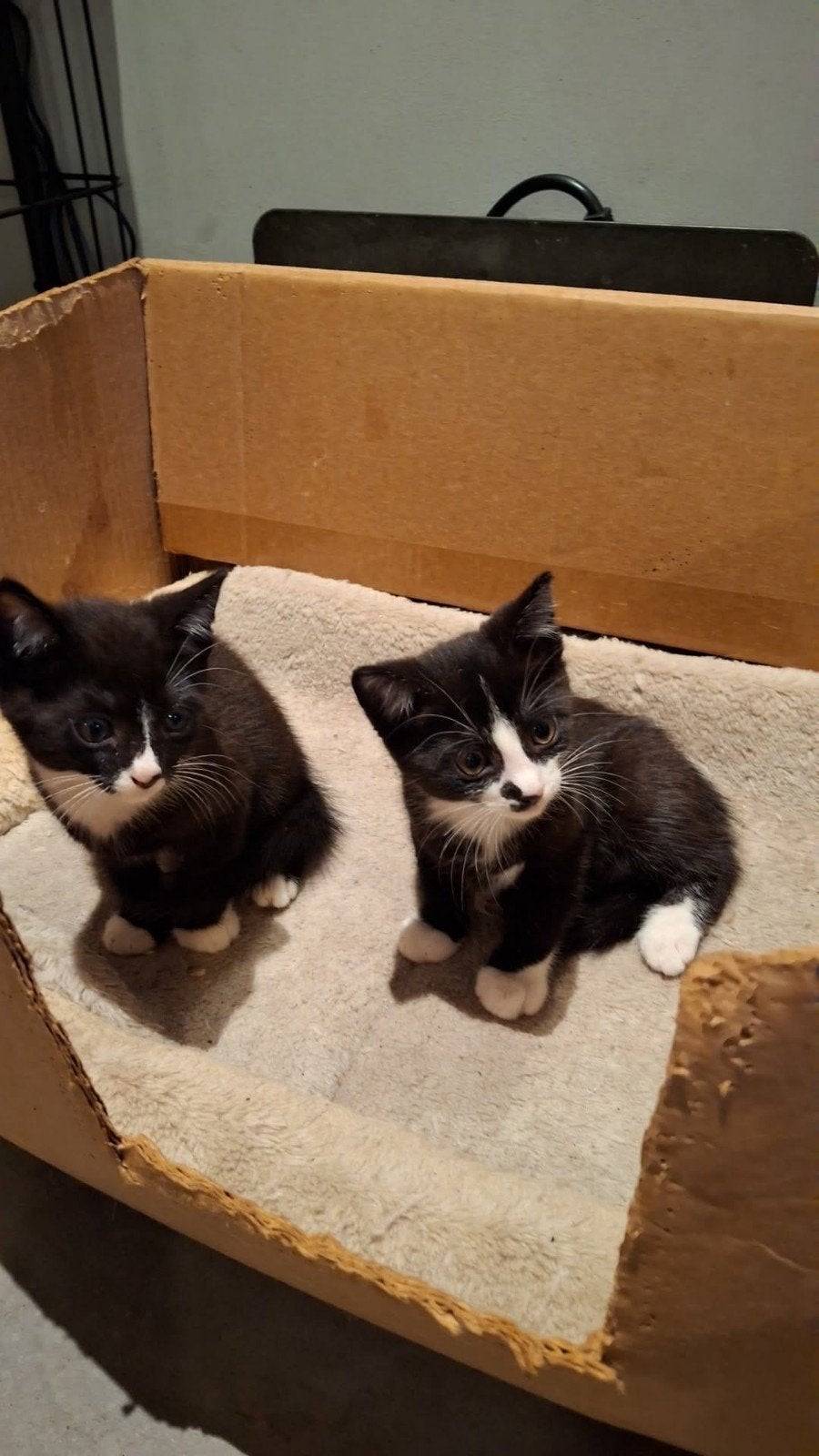 Boerderij kittens, Dieren en Toebehoren, Katten en Kittens | Overige Katten, Meerdere dieren, Kortharig, 0 tot 2 jaar