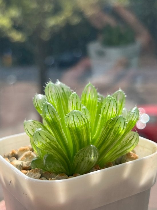 Haworthia cooperi variegata (vetplant), Vetplant, In pot, Minder dan 100 cm, Groene kamerplant