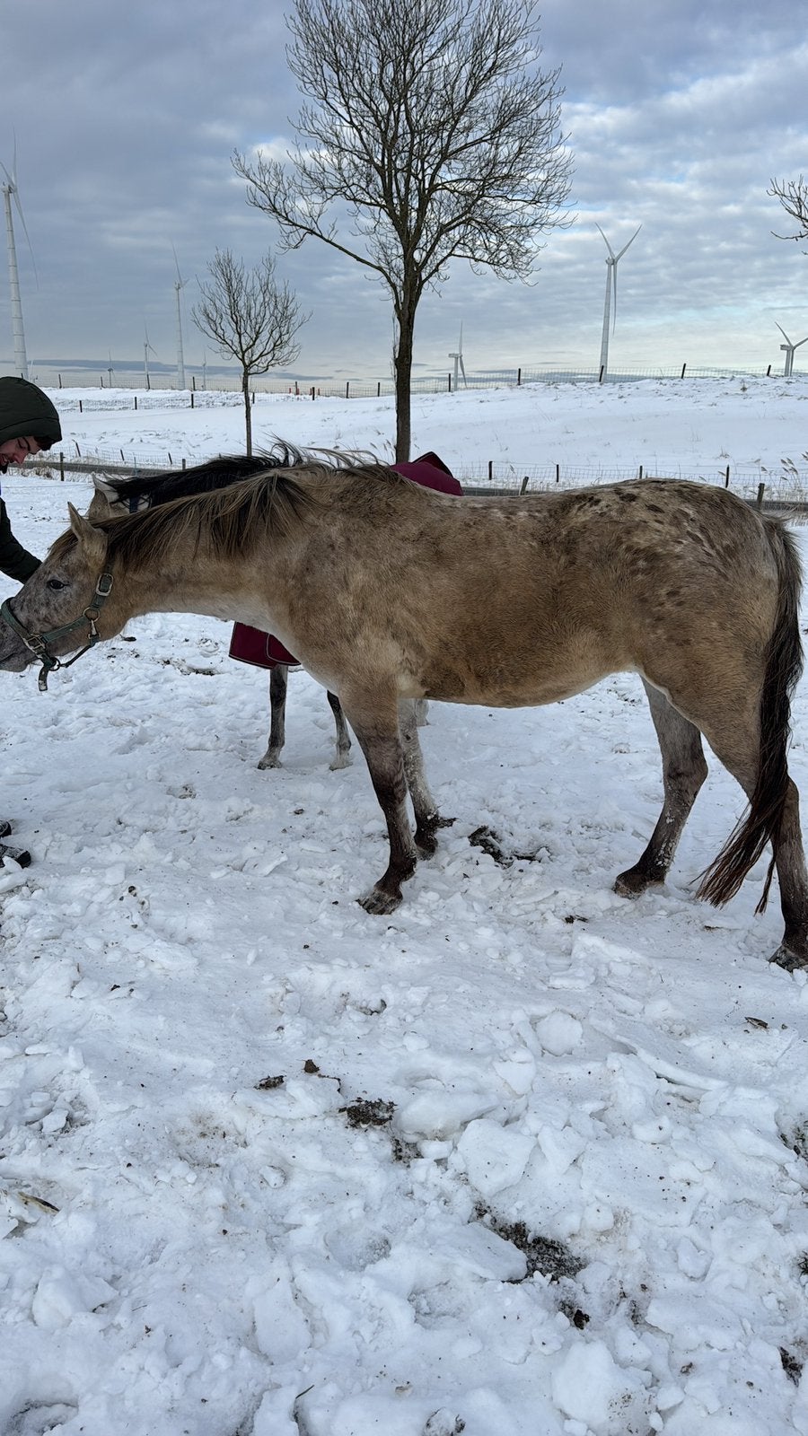 2j welsh hengst, fjord x appaloosa, KWPN, Minder dan 160 cm, Met stamboom, Dressuurpaard, 3 tot 6 jaar