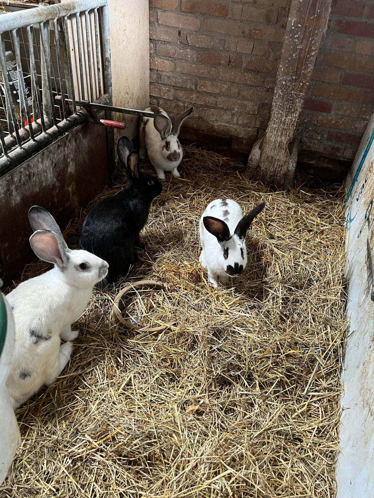 Vlees konijnen kruising lotharinger X vlaamse reus, Dieren en Toebehoren, Mannelijk, Groot