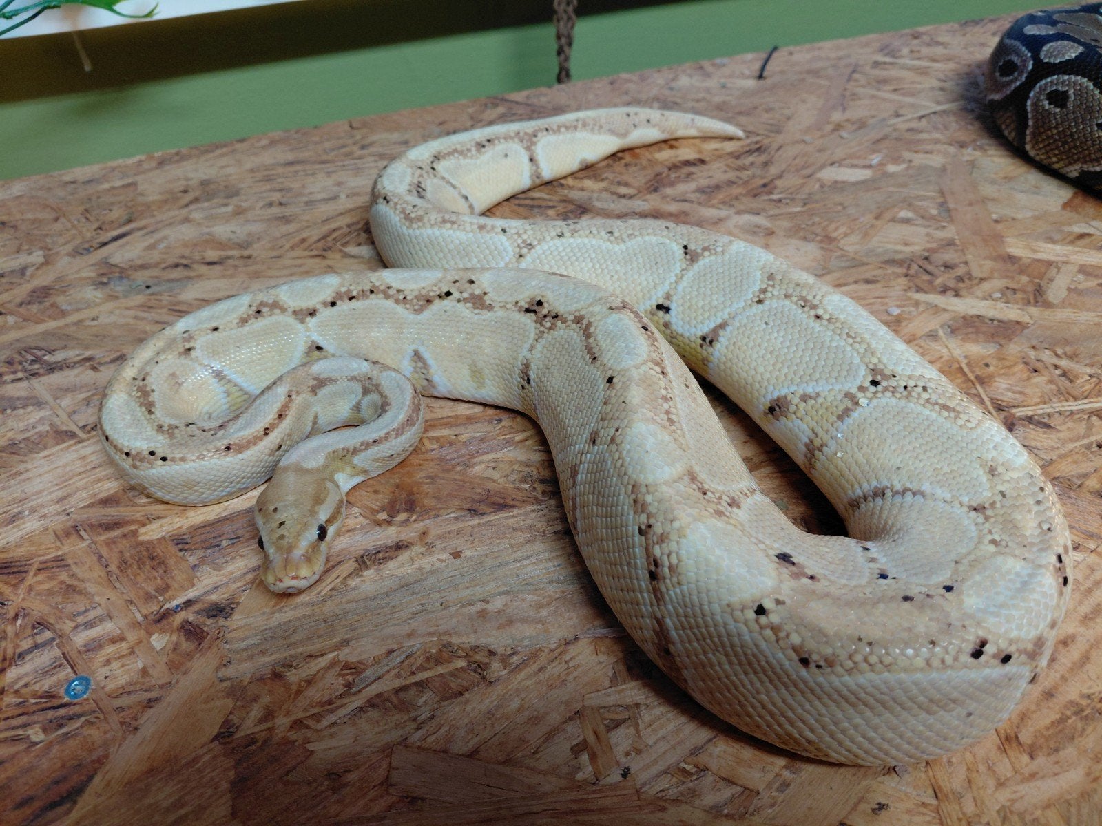 2 x koningspython,python regius Ball Python photo 4