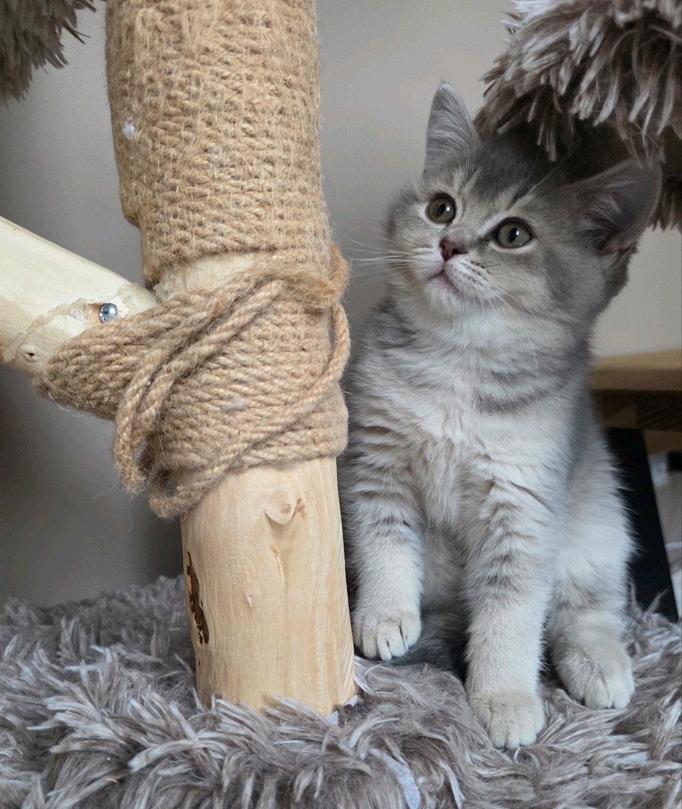 Prachtige Britse Korthaar Blue Golden Shaded poesje kitten🩷, Poes, Gechipt, 0 tot 2 jaar