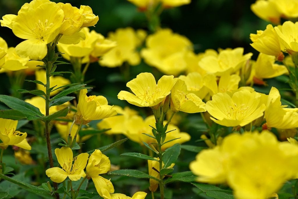 Verschillende vaste planten die geel bloeien, Ophalen of Verzenden, Vaste plant, Overige soorten, Halfschaduw