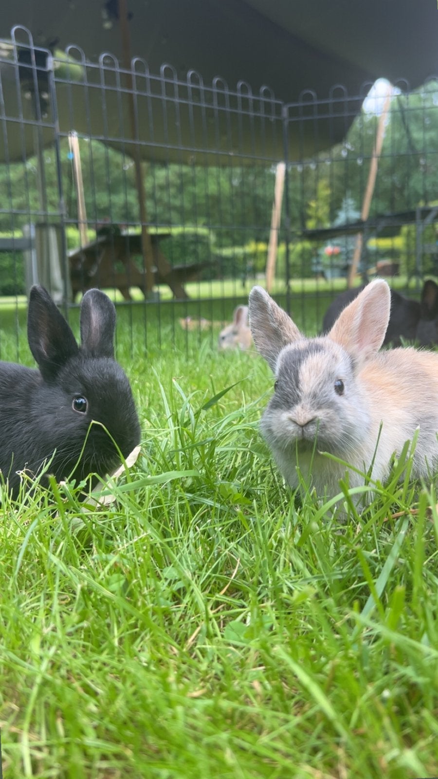 Dwerg konijntjes, Dieren en Toebehoren, Konijnen, Dwerg, Meerdere dieren, Hangoor