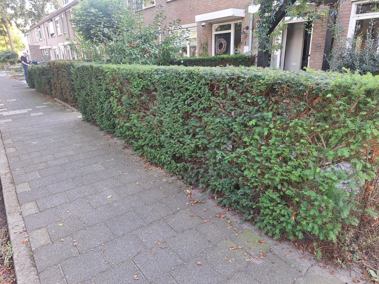 Taxus haag 10 meter gratis af te halen, Ophalen of Verzenden, Taxus, Haag, 100 tot 250 cm
