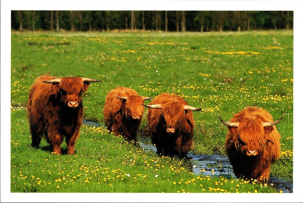 Schotse Hooglanders in de natuur - Natuurmonumenten, Verzamelen, Ophalen of Verzenden, 1980 tot heden, Ongelopen, Natuur