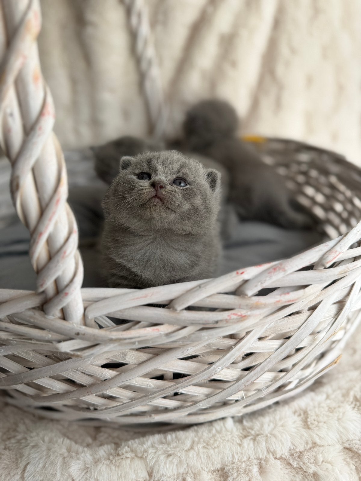Britse korthaar kittens blauw met stamboom + garantie, Dieren en Toebehoren, Kater, Met stamboom, 0 tot 2 jaar