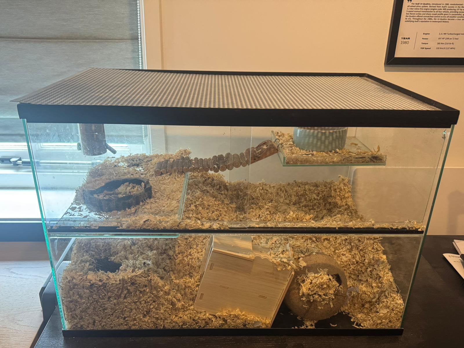 Gerbils (2 broertjes) inclusief kooi en toebehoren, September, Mannelijk, Overige typen