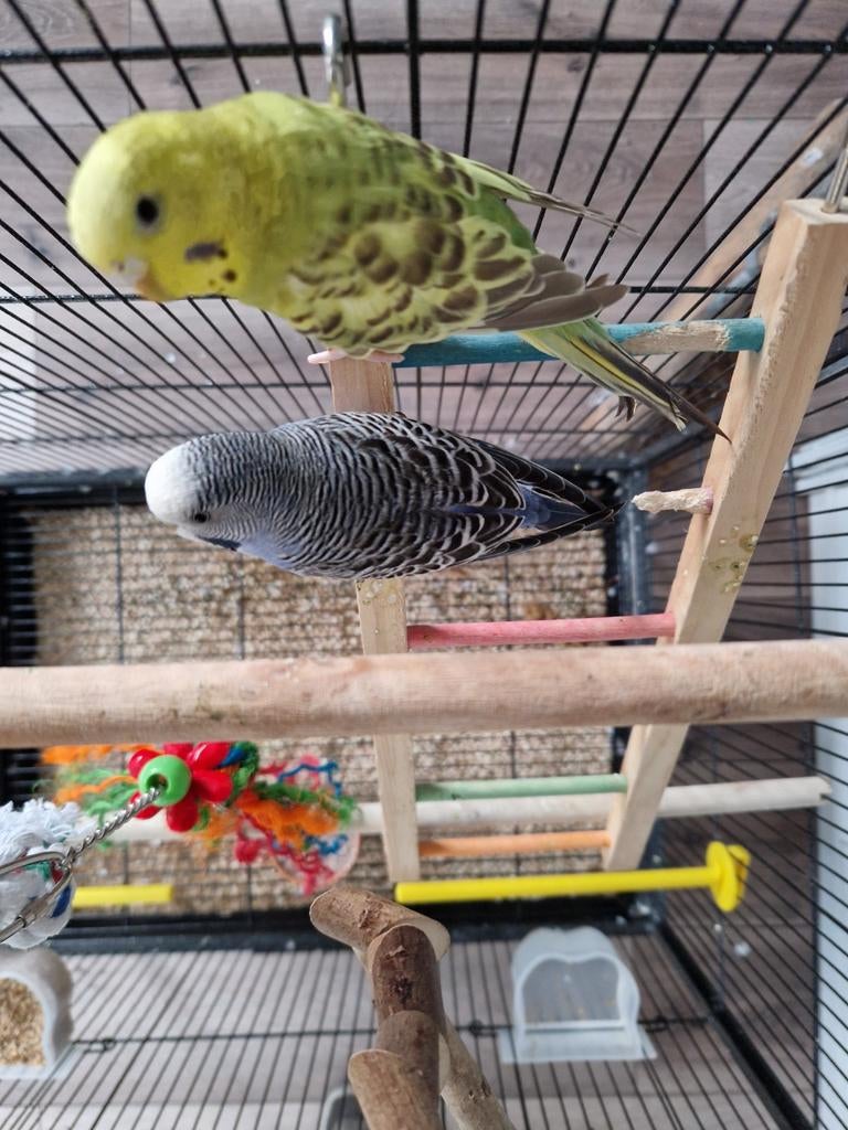 2 parkieten met kooi, Dieren en Toebehoren, Vogels | Hokken en Kooien, Ophalen, Zo goed als nieuw, Metaal, Vogelkooi