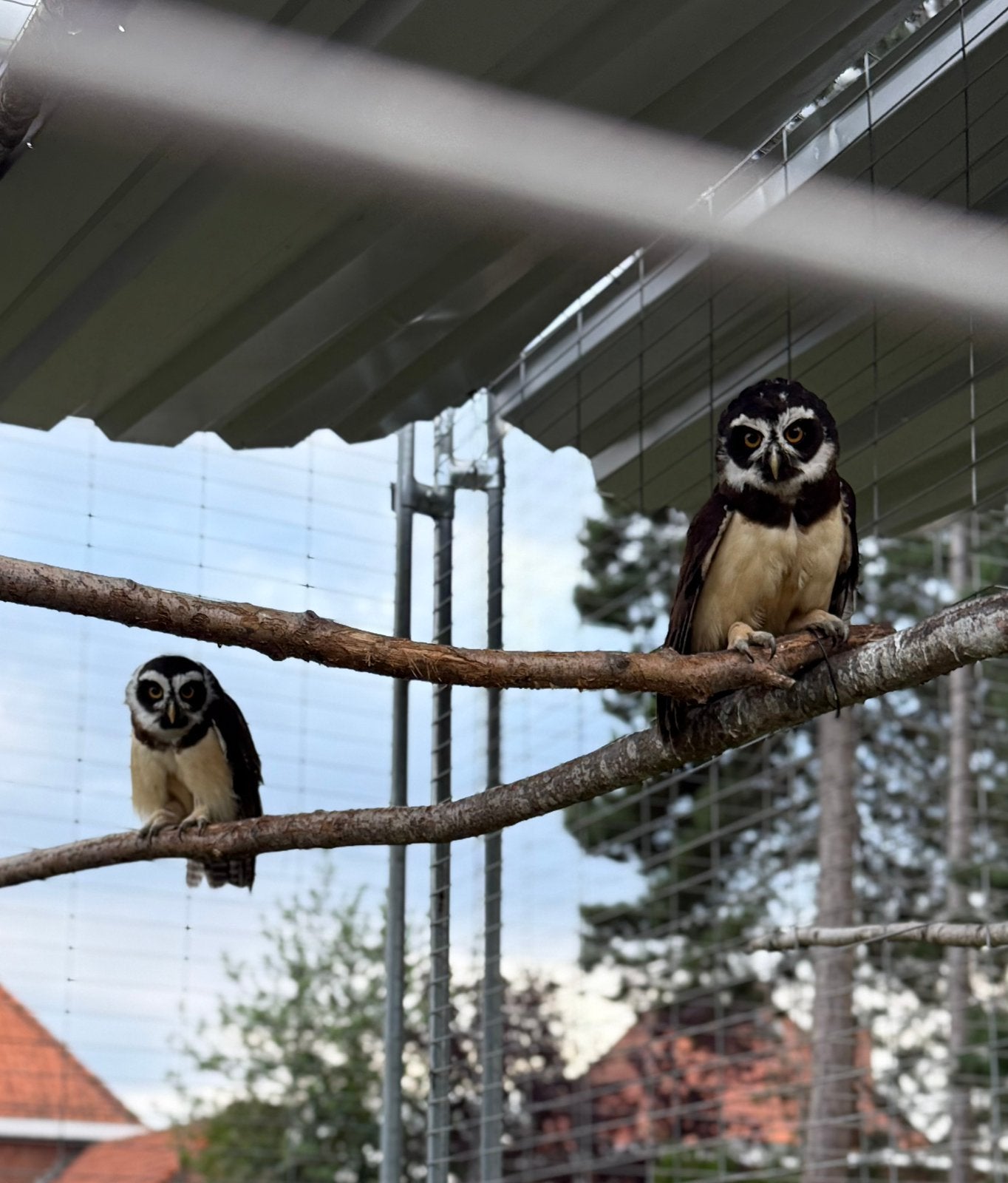 Koppel bril uilen, Dieren en Toebehoren, Vogels | Overige Vogels, Meerdere dieren, Roofvogel