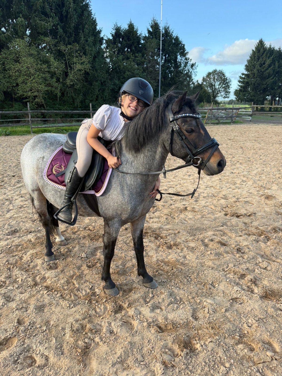 Prachtige New Forest ruin b pony, Dieren en Toebehoren, Met stamboom, Ruin, Dressuurpony, L