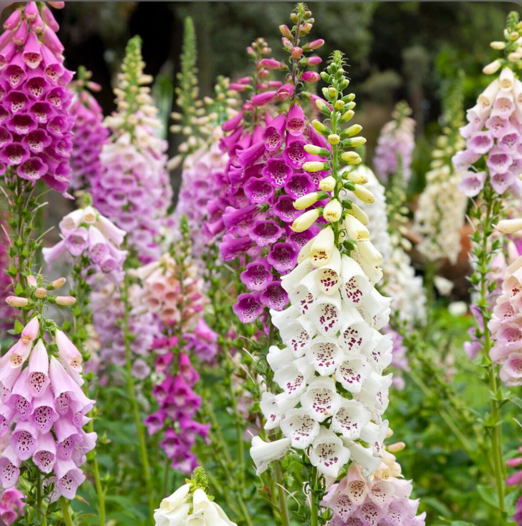 Digital is purpurea vingerhoedskruid € 2,50 en 1,50 zie adv, Overige soorten, Volle zon, Vaste plant, Ophalen of Verzenden