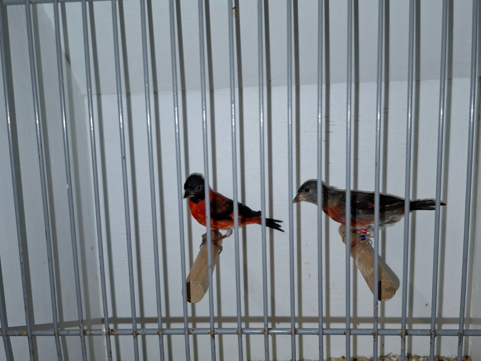 koppel kapoetsensijzen, Dieren en Toebehoren, Meerdere dieren, Tropenvogel, Geringd