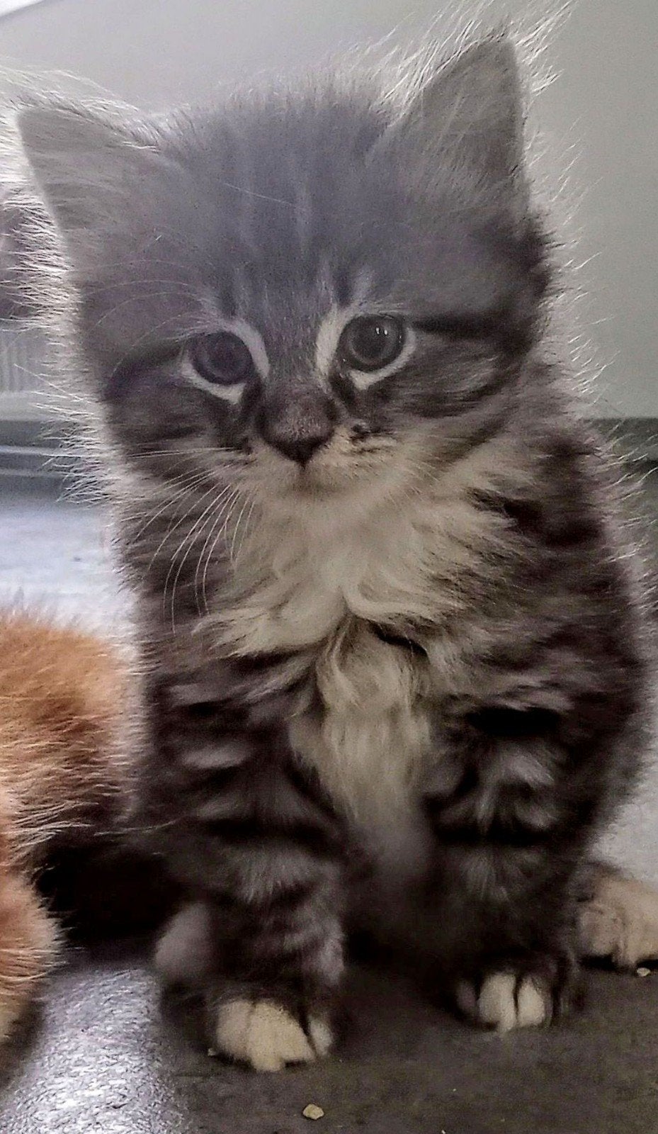Maine Coon kittens XL zoeken gouden mandje, Dieren en Toebehoren, Katten en Kittens | Raskatten | Langhaar, Meerdere dieren, Ontwormd