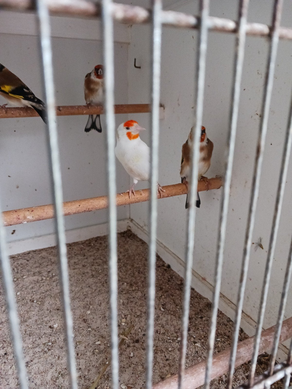 te koop bonte majoor putter pop 2024, Dieren en Toebehoren, Vrouwelijk
